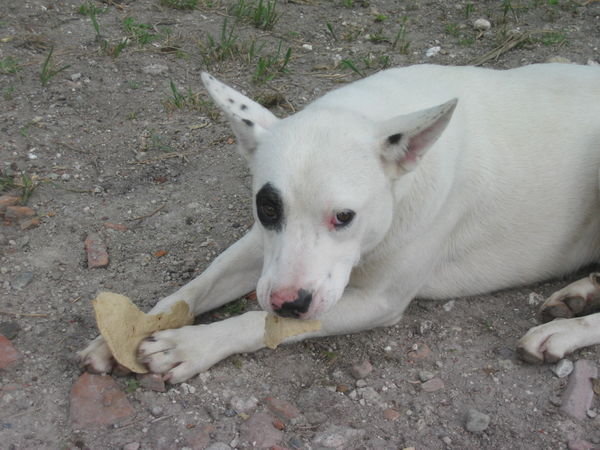 One of the Dogs Eating a Tortilla