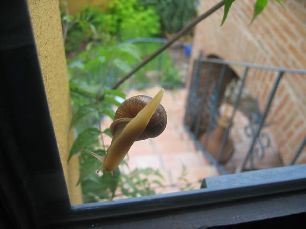 Snail on our window