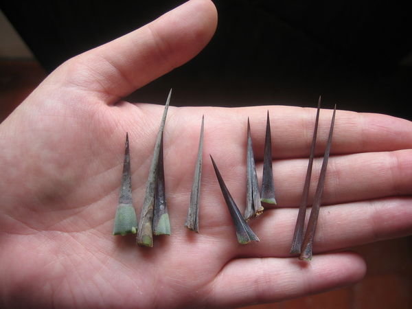 Agave Needles