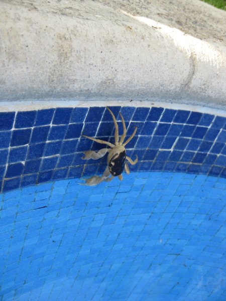 Crab in the pool