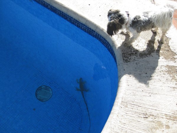 Byron found an iguana in the pool