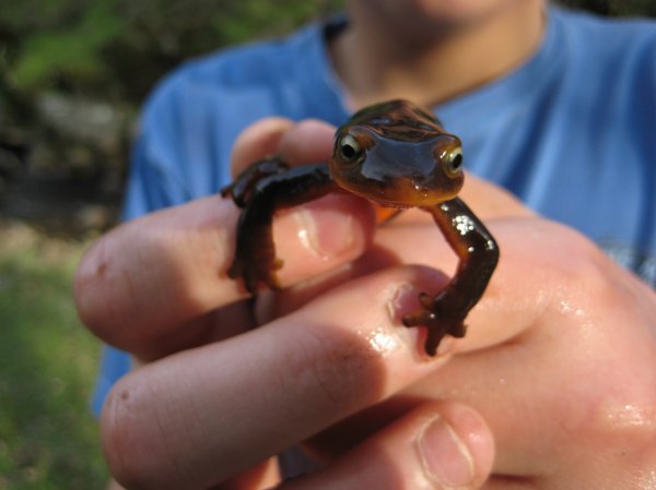 Salamander that Caleb caught