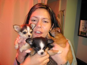 Sarah and her Chihuahas