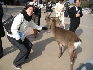 Friendly deer at Miyajima