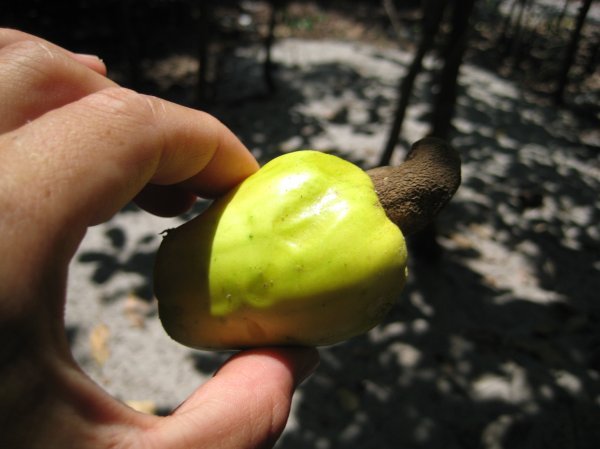 This is a cashew nut!  They're everywhere on the island!