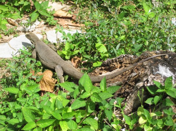 Monitor lizards at the Perhentians