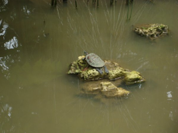 A turtle at the Botanical Gardens