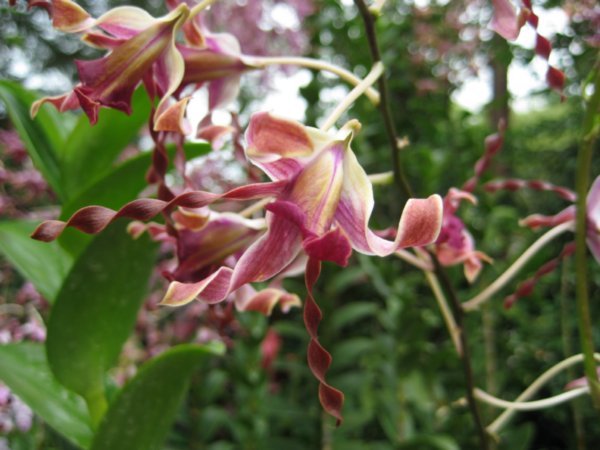 The 'Margaret Thatcher' orchid at the Orchid Gardens