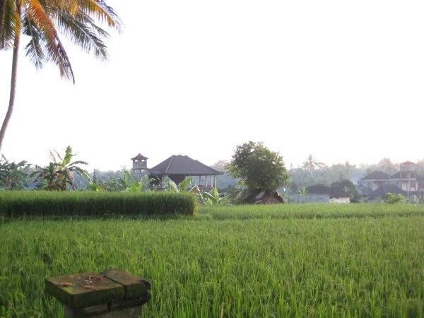 Rice paddies in Ubud