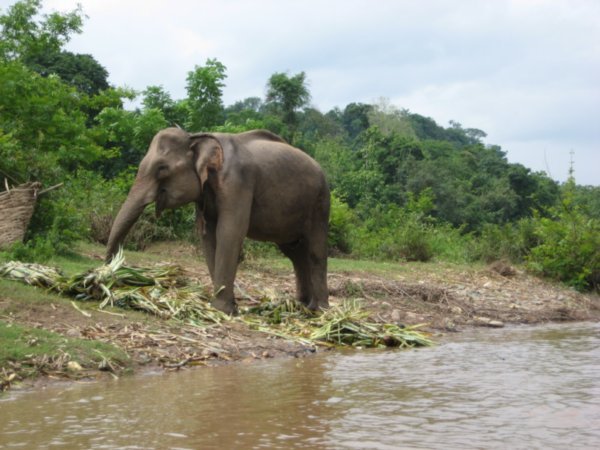 One of the elephants hanging out on the side of the river