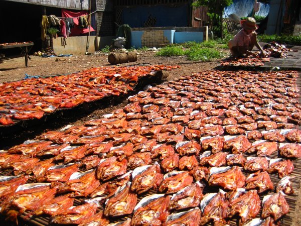 Fish drying in the sun.  Can you smell it?