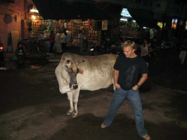 My first cow in the street experience (many many more to come)