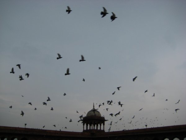 Pigeons from the Moti Masjid