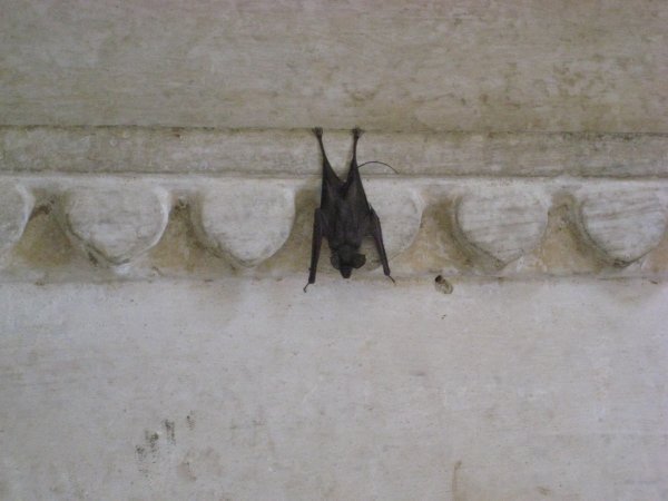 Bat in Bundi
