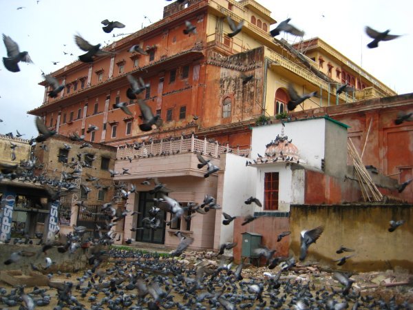 Pigeons in Jaipur