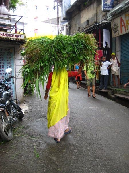 Carrying greens in Udaipur