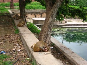 Monkeys just outside Bundi