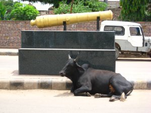 Cow and cannon in Bundi