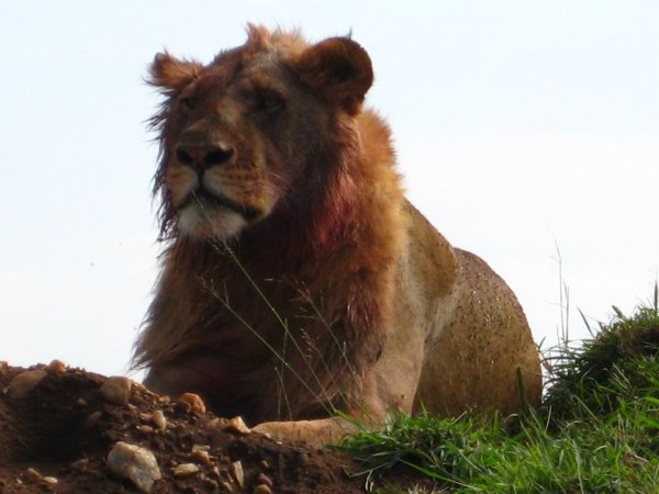 Lion after a kill