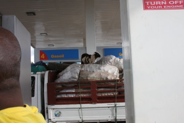 Goat tied on to the top of the truck!
