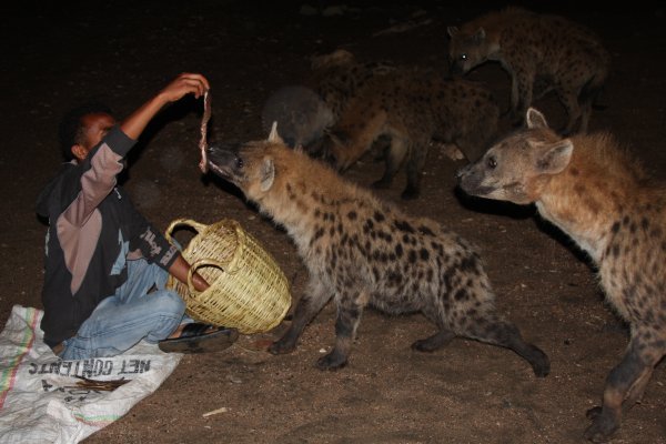 Feeding the hyenas in Harrah