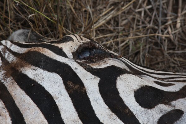 Dead zebra