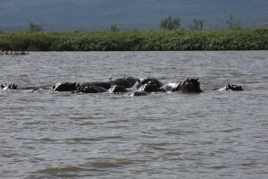 Hippos at Lake Chamo