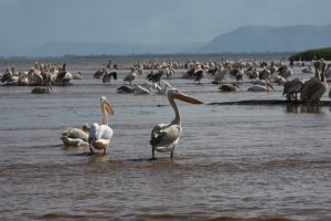Birds at Lake Chamo