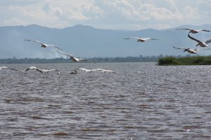 Lake Chamo