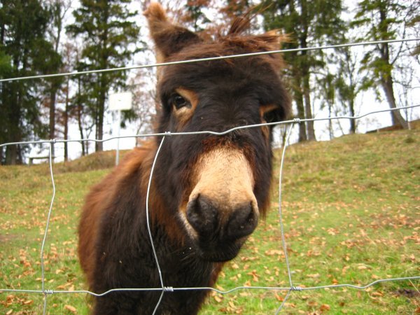 Swiss donkey