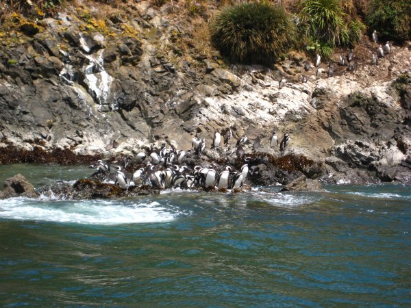 Penguins of Ancud, Chile
