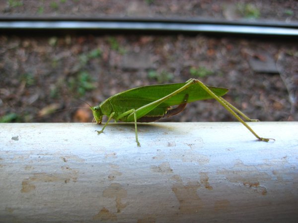 Grasshopper in Puerto Iguazu, Argentina