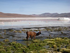 Bolivian terrain: mountains, salt, greenery, flamingos, and llamas!