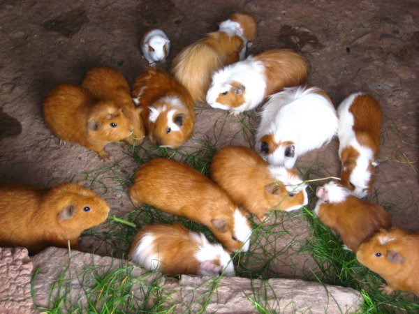 Awww... they're sooo cute! Guinea Pigs...