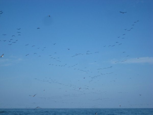 Seagulls at Islas Ballestas