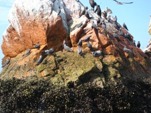 Birds (Larosterna inca) at Islas Ballestas