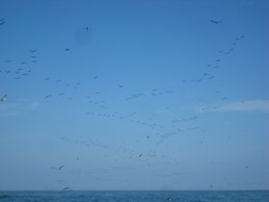 Seagulls at Islas Ballestas
