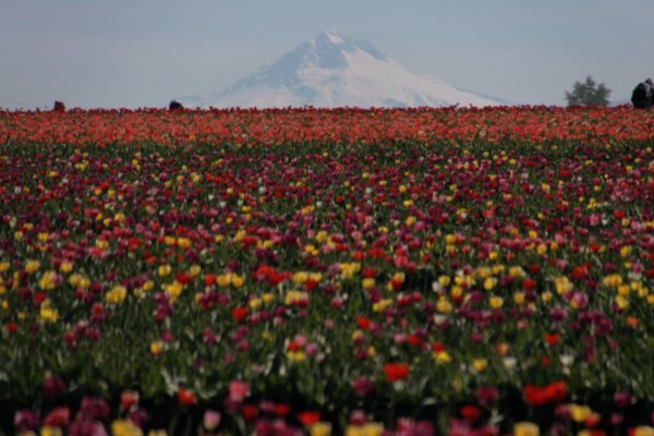 Tulips with Mt. Hood in the background