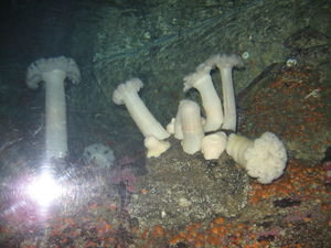 underwater mushrooms???