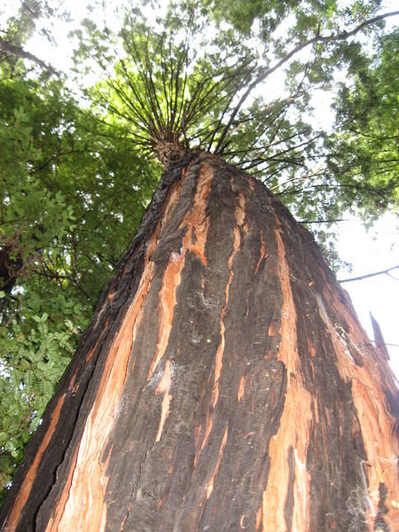big ol' redwood