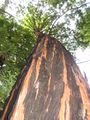 big ol' redwood