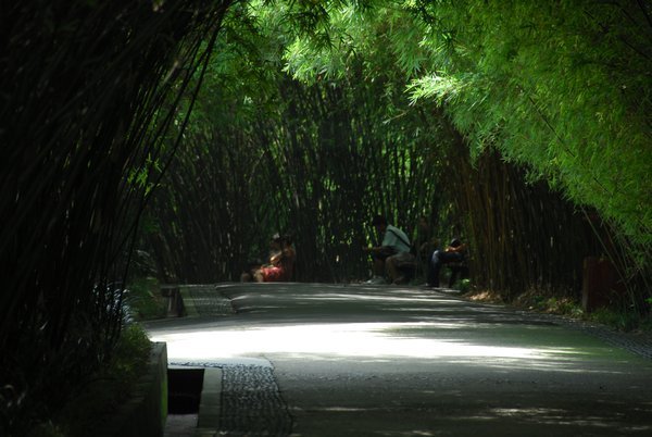 bamboo alleys