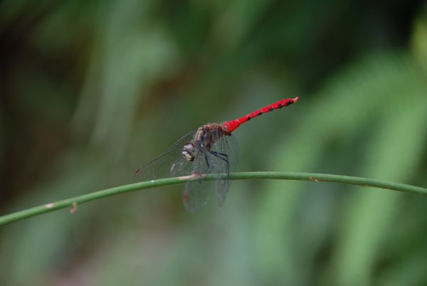 and the dragonflies