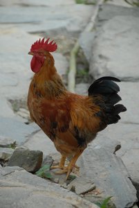a cock