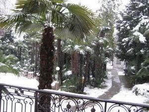 Snow Covered Palm Trees!