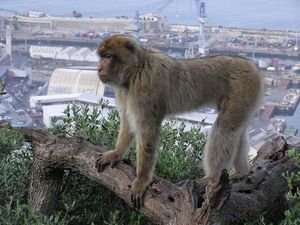 Barbary Apes Gibraltar