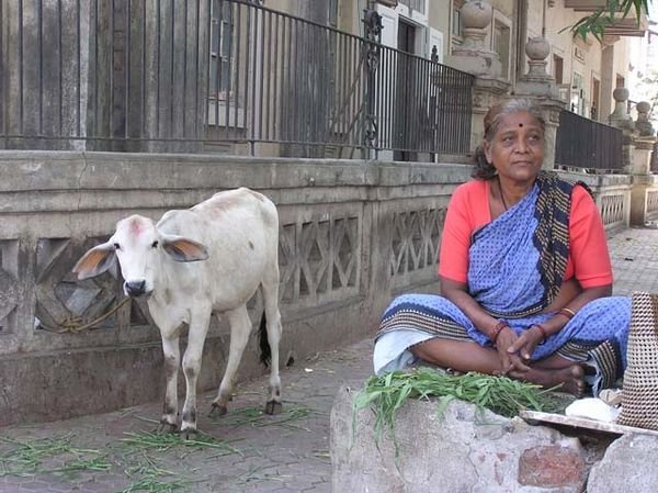 Hindu Lady & Sacred Cow, Bombay