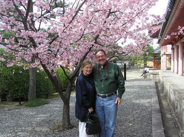 Kyoto Cherry Blossoms