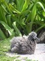 Albatross Chick