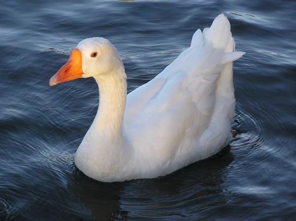 Idaho Duck
